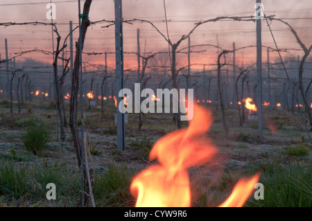 Paraffin-Brenner "Bougies" leuchtet im Weinberg in West Sussex, UK, Trauben vor Frost zu schützen. Dawn. April. Stockfoto