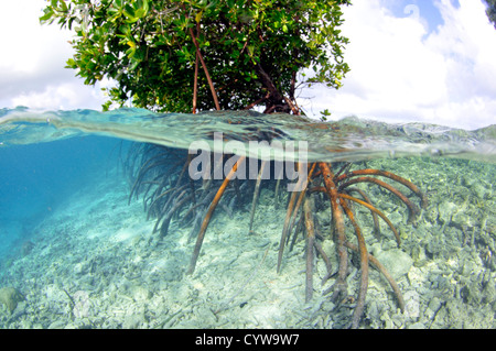 Mangroven, Rhizophora SP., U-Provinz, Pohnpei, Föderierte Staaten von Mikronesien Stockfoto