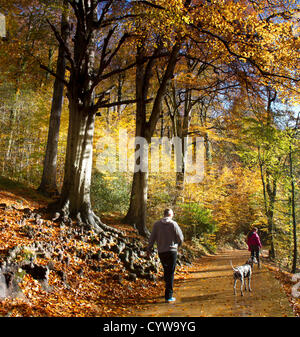 Buche-Kathedrale in Blaise Schlosspark in Bristol, England Stockfoto