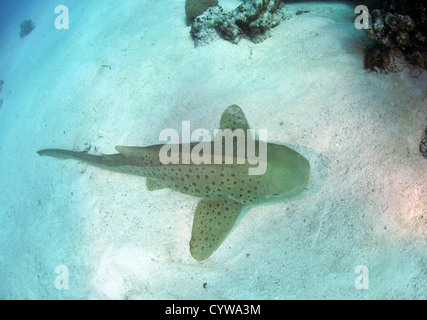 Zebra Shark, Stegostoma Fasciatum, Pohnpei, Föderierte Staaten von Mikronesien Stockfoto