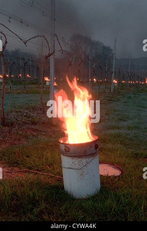 Paraffin-Brenner "Bougies" leuchtet im Weinberg in West Sussex, UK, Trauben vor Frost zu schützen. Dawn. April. Stockfoto