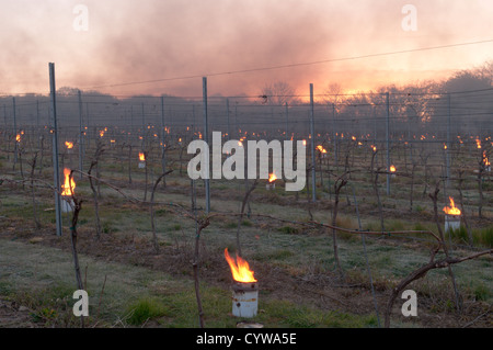 Paraffin-Brenner "Bougies" leuchtet im Weinberg in West Sussex, UK, Trauben vor Frost zu schützen. Dawn. April. Stockfoto