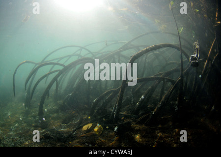 Mangrovewurzeln, Rhizophora SP., Pohnpei, Föderierte Staaten von Mikronesien Stockfoto