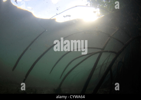 Mangrovewurzeln, Rhizophora SP., Pohnpei, Föderierte Staaten von Mikronesien Stockfoto