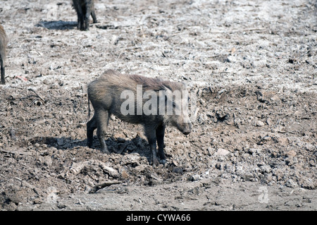 Weibliches Wildschwein im Wasserloch Stockfoto