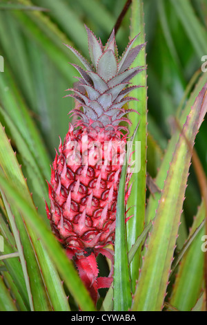 Ananas, Ananas Comosus, Oahu, Hawaii, USA Stockfoto