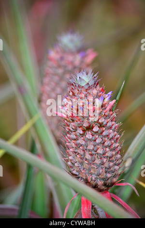 Ananas-Blume, Ananas Comosus, Oahu, Hawaii, USA Stockfoto