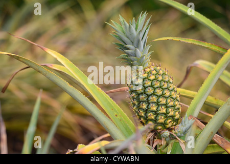 Ananas, Ananas Comosus, Oahu, Hawaii, USA Stockfoto