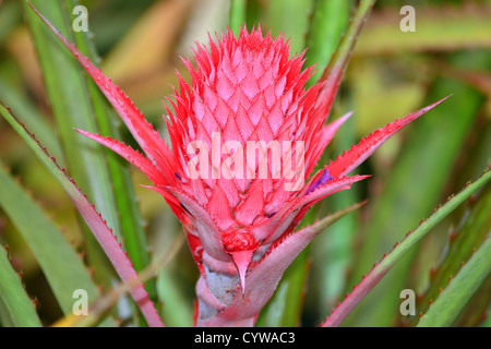 Ananas-Blume, Ananas Comosus, Oahu, Hawaii, USA Stockfoto