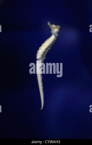 Gefütterte Seepferdchen in Gefangenschaft, Hippocampus Erectus, Hawaii, USA Stockfoto