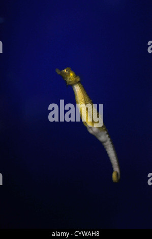 Gefütterte Seepferdchen in Gefangenschaft, Hippocampus Erectus, Hawaii, USA Stockfoto