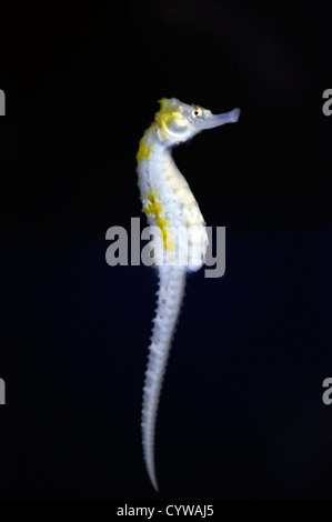 Gefütterte Seepferdchen in Gefangenschaft, Hippocampus Erectus, Hawaii, USA Stockfoto