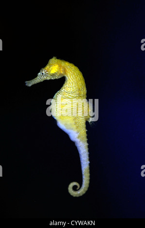 Gefütterte Seepferdchen in Gefangenschaft, Hippocampus Erectus, Hawaii, USA Stockfoto