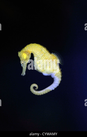 Gefütterte Seepferdchen in Gefangenschaft, Hippocampus Erectus, Kona, Hawaii, USA Stockfoto