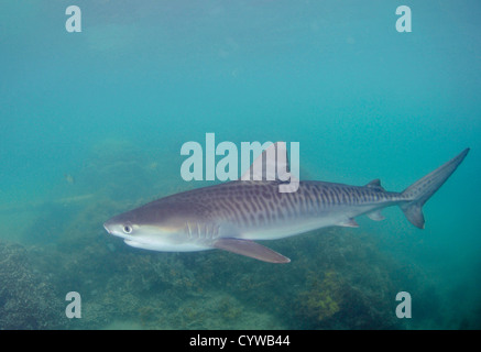 Junger Tigerhai Galeocerdo Cuvier, Kaneohe, Hawaii, USA Stockfoto