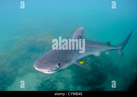 Junger Tigerhai, Galeocerdo Cuvier, begleitet von goldenen Trevally, Gnathanodon Speciosus, Kaneohe, Hawaii, USA Stockfoto