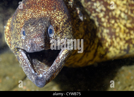 Gemeinsamen Muräne, Gymnothorax Kidako, Chinsen, Atami, Izu-Halbinsel, Japan Stockfoto