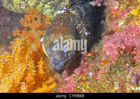 Gemeinsamen Moray Aal, Chinsen, Gymnothorax Kidako, Chinsen, Atami, Izu-Halbinsel, Japan Stockfoto
