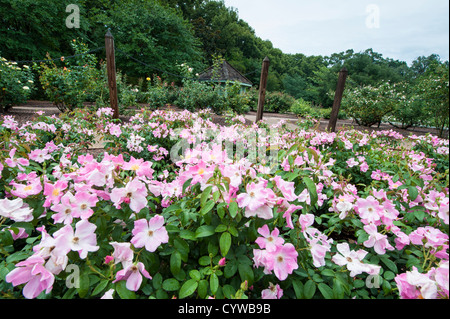 Harry P. Leu Gardens, Orlando, Florida, USA Stockfoto