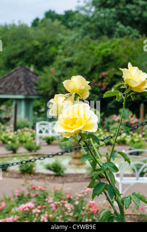 Harry P. Leu Gardens, Orlando, Florida, USA Stockfoto