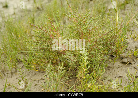 Annual Sea-Blite, Suaeda Maritima Var macrocarpa Stockfoto