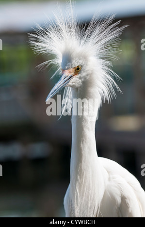 Silberreiher in Gatorland Themenpark außerhalb Orlando, Florida. Stockfoto