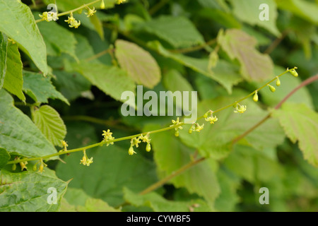 Schwarz-Zaunrübe Blumen, Tamus communis Stockfoto