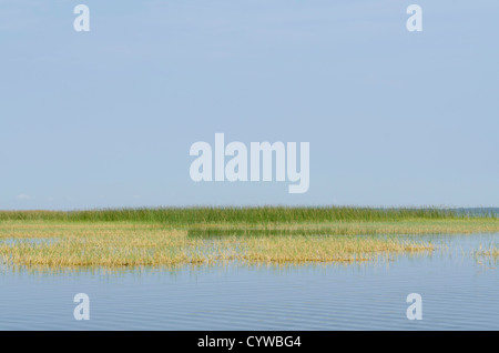 Grass Röhricht in Florida Everglades National Park, UNESCO-Weltkulturerbe. Stockfoto