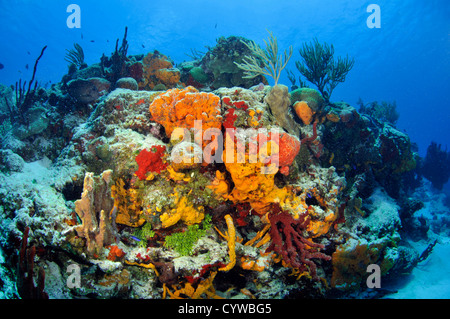 Bunte Korallenriffe und Schwämme, Cozumel, Quintana Roo, Mexiko, Karibik Stockfoto