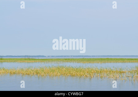 Grass Röhricht in Florida Everglades National Park, UNESCO-Weltkulturerbe. Stockfoto