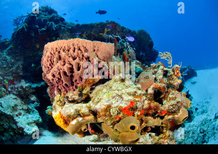 Farbenfrohe Korallenriffe und Schwämme, einschließlich Porites SP. und Dendrogyra SP., Cozumel, Quintana Roo, Mexiko, Karibik Stockfoto