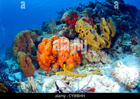 Bunte Korallenriffe und Schwämme, einschließlich Porites SP. und Dendrogyra SP., Cozumel, Quintana Roo, Mexiko, Karibik Stockfoto