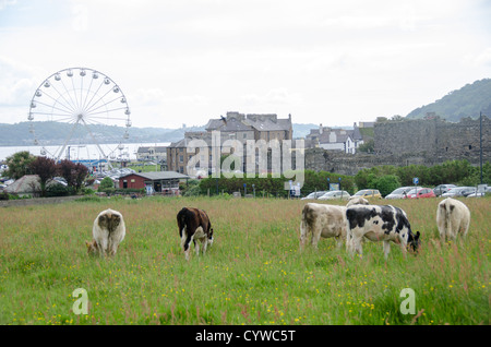 BEAUMARIS, Wales – Eine Rinderherde weidet friedlich auf üppigen grünen Weiden, mit der malerischen Stadt Beaumaris in der Ferne auf der Isle of Anglesey. Diese idyllische ländliche Szene zeigt die harmonische Koexistenz traditioneller walisischer Anbaumethoden und historischer Küstensiedlungen. Die Gegenüberstellung von Weidevieh vor dem Hintergrund von Beaumaris Wahrzeichen bietet einen unverkennbaren Einblick in die vielfältige Landschaft und das reiche landwirtschaftliche Erbe von Anglesey. Stockfoto