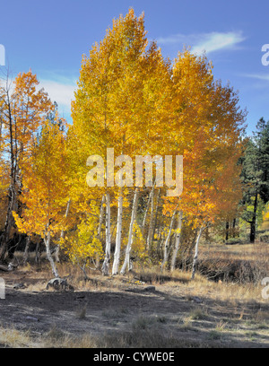 Das goldgelbe Laub der quakenden Aspen Bäume (Populus tremuloides), oft als zitternde Espen bezeichnet. Stockfoto