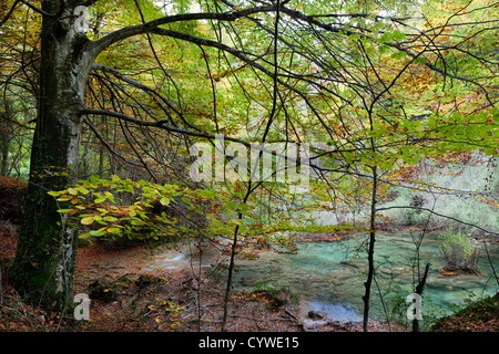 Herbstwald Stockfoto