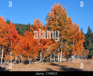 Leuchtendes orange-goldenes Laub von bebenden Aspenbäumen (Populus tremuloides) auf einer Waldlichtung unter einem hellblauen Himmel im Herbst. Stockfoto