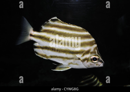 Australische Stripey Fisch auf schwarzem Hintergrund Stockfoto