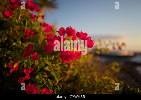 Leuchtend rote Hibiskusblüten im Abendlicht Stockfoto