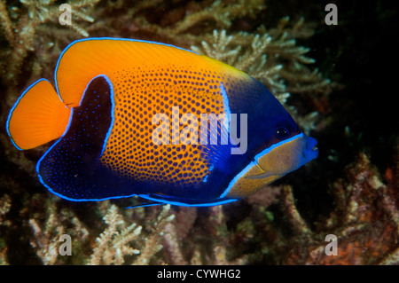 Blau geringelt Kaiserfisch, Pomacanthus Navarchus, Komodo Indonesien Stockfoto