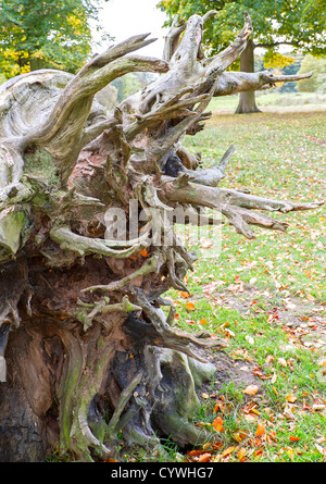 Alten umgestürzten Baum, gebrochene Wurzeln Stockfoto