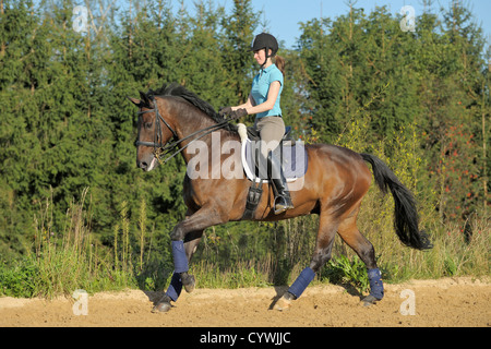 Junge Dressurreiterin auf Rückseite ein Hannoveraner Rasse Pferd im Galopp Stockfoto