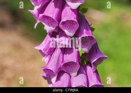 Digitalis Purpurea ist eine Pflanzenart der Gattung Digitalis Blüte. Alle Teile der Pflanze sind giftig. Stockfoto