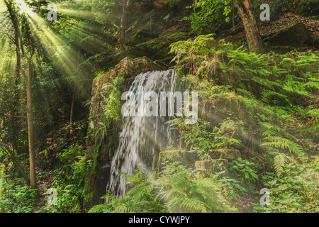 Kleiner Wasserfall im Wald, die Sonne scheint durch die Bäume. Stockfoto