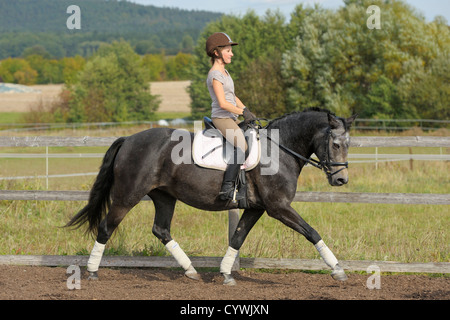 Dressurreiterin auf Rückseite Connemara Pony Stockfoto