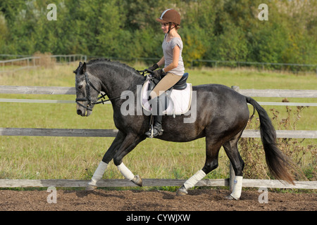 Dressurreiterin auf Rückseite Connemara Pony Stockfoto