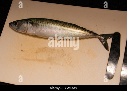 Ein toter Fisch Makrele ganz Stockfoto