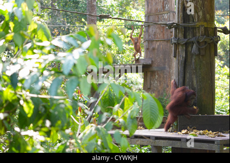 Männlichen Orang-Utan auf Fütterung Plattform, Sepilok Orang Utan Rehabilitation Centre, Sandakan, Borneo Stockfoto