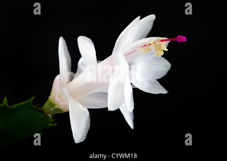 Thanksgiving Kaktus, Novemberkaktus (Schlumbergera Truncata) Stockfoto