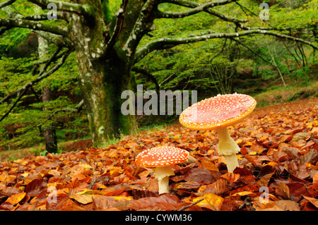 Fliegenpilz (Amanita Muscaria) Stockfoto