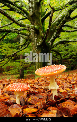 Fliegenpilz (Amanita Muscaria) Stockfoto